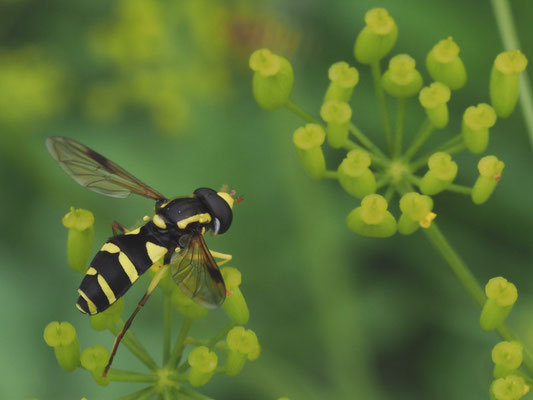 XANTHOGRAMMA PEDISSEQUUM, SPÄTE GELBRANDSCHWEBFLIEGE