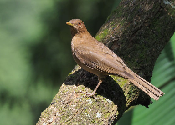 GILBDROSSEL, CLAY-COLORED ROBIN, TURDUS GRAYI