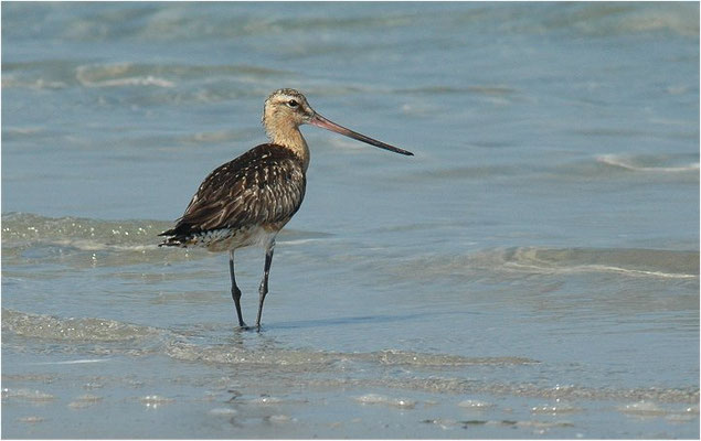 PFUHLSCHNEPFE, BAR-TAILED GODWIT, LIMOSA LAPPONICA