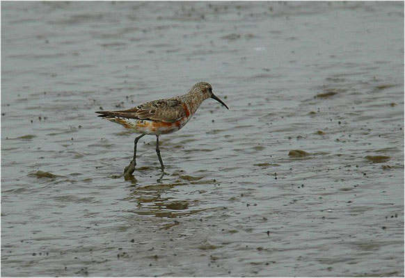 SICHELSTRANDLÄUFER, CURLEW SANDPIPER, CALIDRIS FERRUGINEA