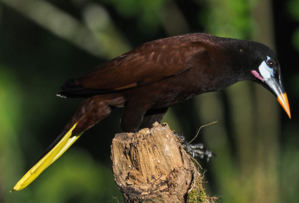 MONTEZUMA-STIRNVOGEL, MONTEZUMA OROPENDOLA, PSAROCOLIUS MONTEZUMA