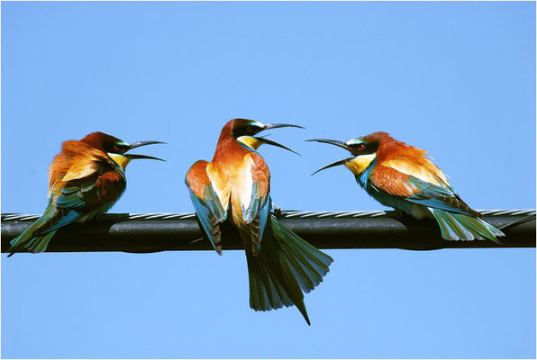 BIENENFRESSER, EUROPEAN BEE-EATER, MEROPS APIASTER