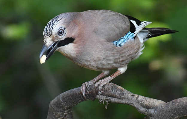 EICHELHÄHER, JAY, GARRULUS GLANDARIUS
