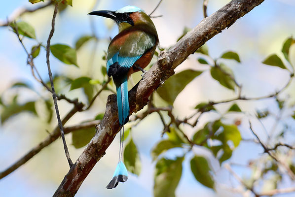 TÜRKISBRAUENMOTMOT, TURQUOISE-BROWED MOTMOT, EUMOMATA SUPERCILIOSA