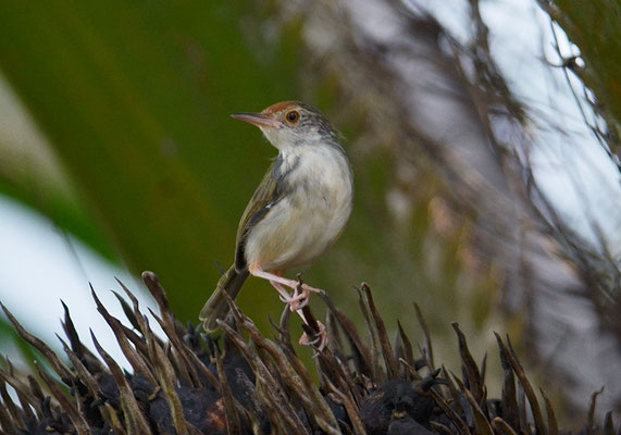 ROTSTIRN-SCHNEIDERVOGEL,  COMMON TAILORBIRD, ORTHOTOMUS SUTORIUS 