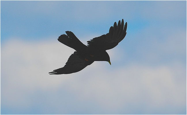 Alpendohle, alpine chough, pyrrhocorax graculus - schweiz