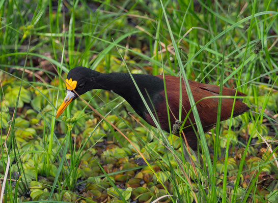 GELBSTIRNBLATTHUHN , NORTHERN JACANA, JACANA SPINOSA