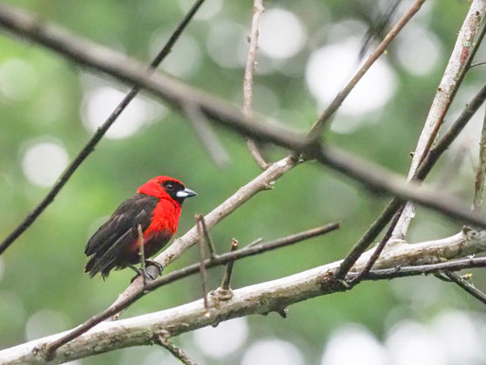 Maskentangare, Masked Crimson Tanager - Ramphocelus nigrogularis