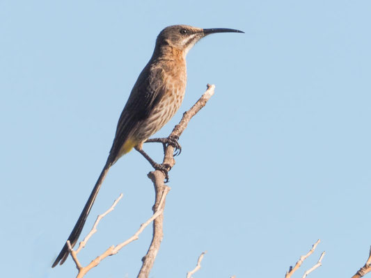 Kaphonigfresser, cape sugarbird, promerops cafer - südafrika