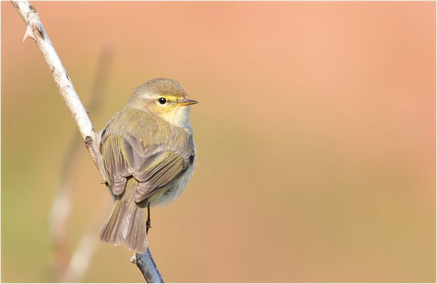 ZILPZALP, CHIFFCHAFF, PHYLLOSCOPUS COLLYBITA