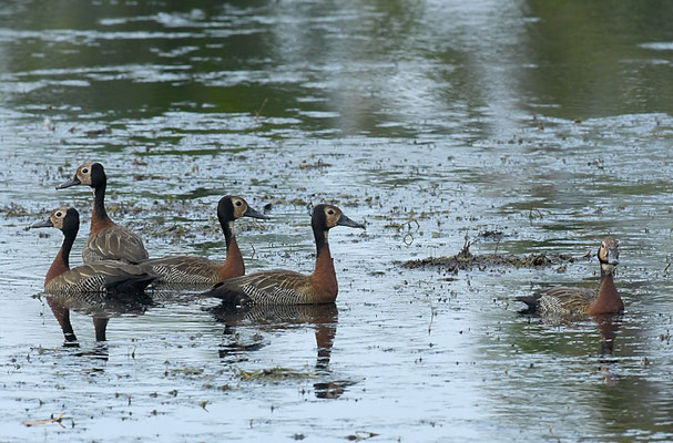 WITWENPFEIFENTE, WHITE-FACED WHISTLING-DUCK, DENDROCYGNA VIDUATA