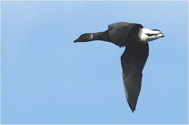 RINGELGANS, BRENT GOOSE, BRANTA BERNICLA