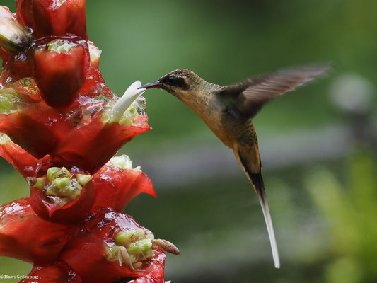 ORANGEBAUCH-SCHATTENKOLIBRI, TAWNY-BELLIED HERMIT,  - PHAETORNIS SYRMATOPHORUS