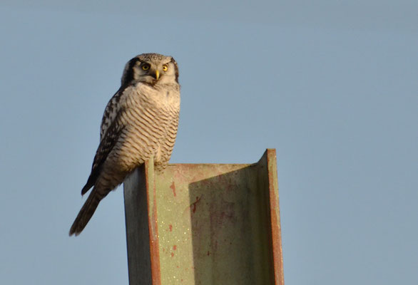 SPERBEREULE, HAWK OWL, SURNIA ULULA