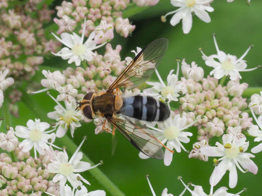 LEUCOZONA GLAUCIA, BLAUE BREITBANDSCHWEBFLIEGE