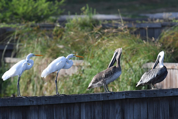 SILBERREIHER, GREAT EGRET, ARDEA ALBA