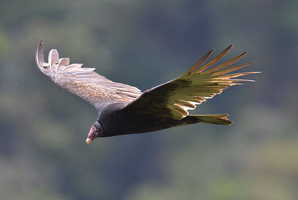 TRUTHAHNGEIER, TURKEY VULTURE, CATHARTES AURA