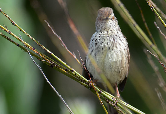 FLECKENPRINIE,KAROO PRINIA, PRINIA MACULOSA