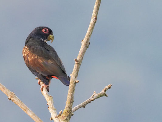Glanzflügelpapagei, Bronze-winged Parrot - Pionus chalcopterus