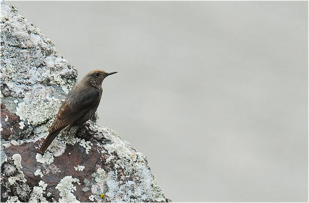 BLAUMERLE, BLUE ROCK THRUSH, MONTICOLA SOLITARIUS
