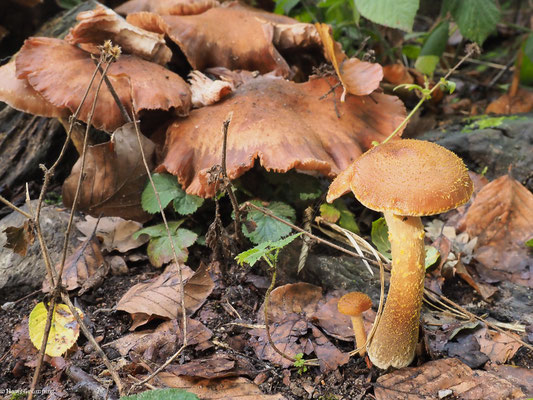 Dunkler Hallimasch - Armillaria ostoyae