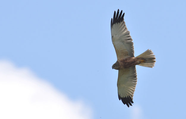 ROHRWEIHE, MARSH HARRIER, CIRCUS AERUGINOSUS