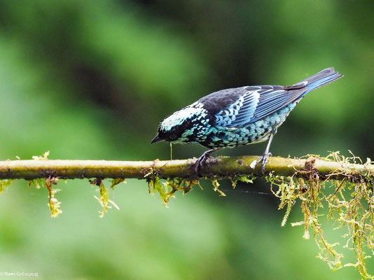 SILBERFLECKENTANGARE, BERYL-SPANGLED TANAGER - TANGARA NIGROVIRIDIS