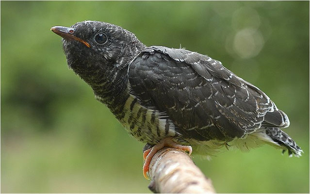 KUCKUCK, COCKOO, CUCULUS CANORUS