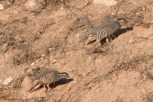 FELSENHUHN, BARBARY PARTRIDGE, ALECTORIS BARBARA