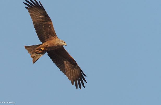 SCHWARZMILAN, BLACK KITE, MILVUS MIGRANS