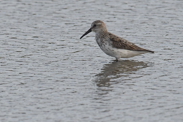 BERGSTRANDLÄUFER, WESTERN SANDPIPER, CALIDRIS MAURI