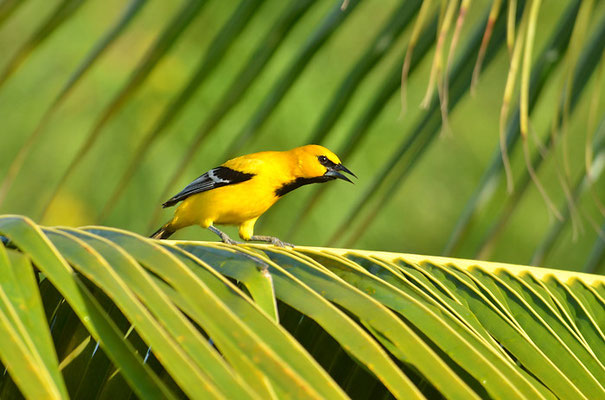 ORANGEBRUSTTRUPIAL, YELLOW ORIOLE, ICTERUS NIGROGULARIS