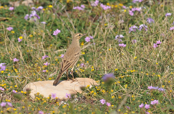 BRACHPIEPER, TAWNY PIPIT, ANTHUS CAMPESTRIS