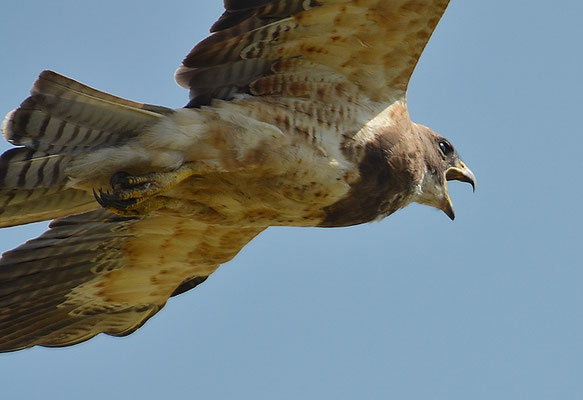 PRÄRIEBUSSARD, SWAINSON´S HAWK, BUTEO SWAINSONI
