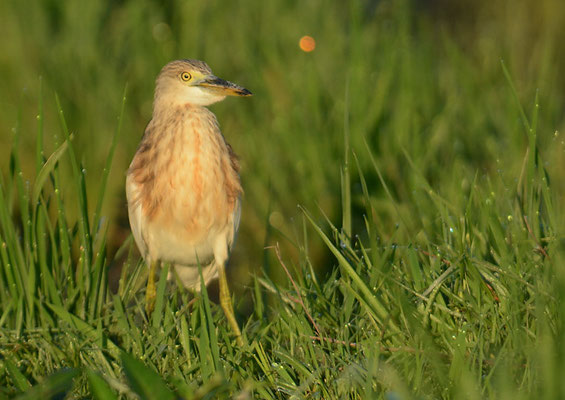 PRACHTREIHER, JAVAN POND HERON, ARDEOLA SPECIOSA