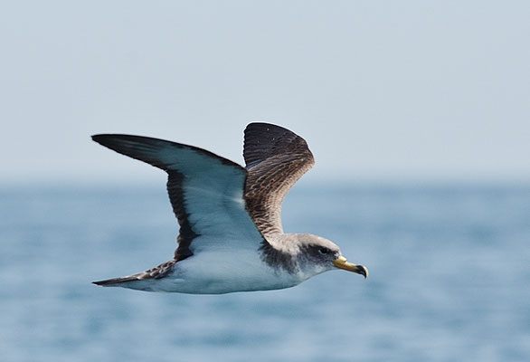 SEPIASTURMTAUCHER, CORY´S SHEARWATER, CALONECTRIS DIOMEDEA
