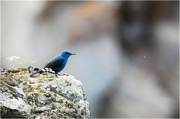 BLAUMERLE, BLUE ROCK TRUSH, MONTICOLA SOLITARIUS