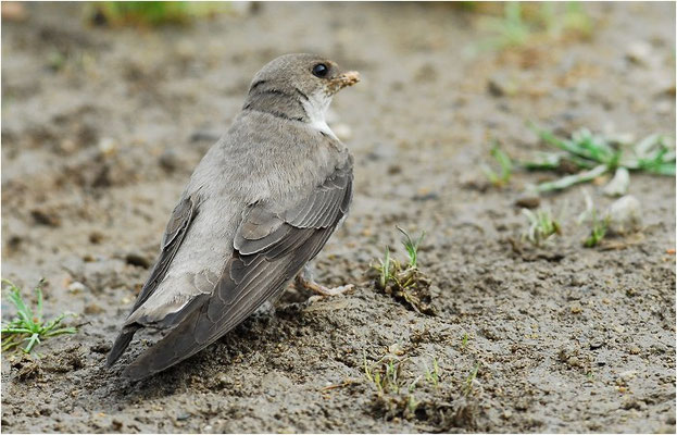FELSENSCHWALBE, CRAG MARTIN,  PTYONOPROGNE RUPESTRIS