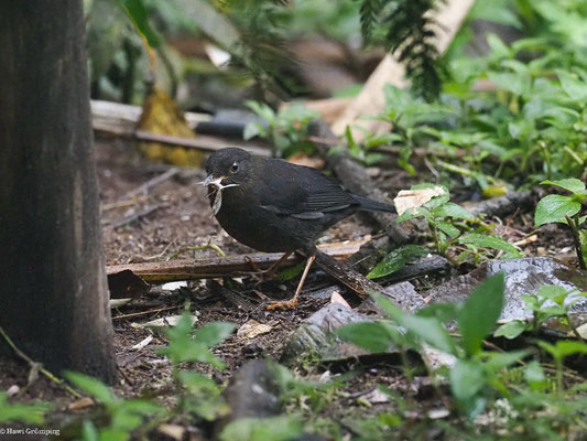 SAMTDROSSEL, GLOSSY-BLACK THRUSH - TURDUS SERRANUS