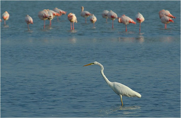 SILBERREIHER, GREAT EGRET, EGRETTA ALBA