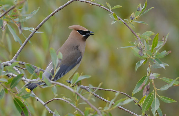 Zedernseidenschwanz - Cedar Waxwing (Bombycilla cedrorum