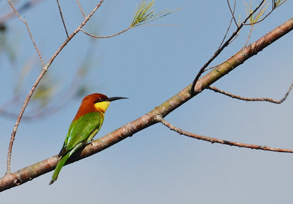 BENGALSPINT, CHESTNUT-HEADED BEE-EATER, MEROPS LESCHENAULTI
