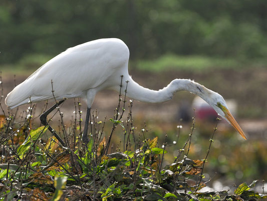 SILBERREIHER, GREAT EGRET, ARDEA ALBA