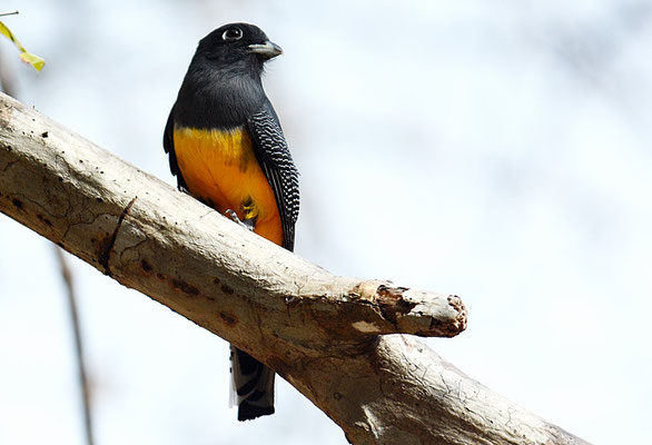 VEILCHENTROGON, VIOLACEOUS TROGON, TROGON VIOLACEUS