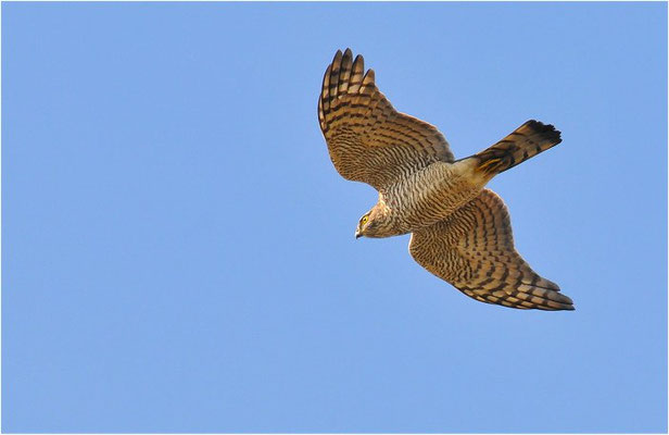 SPERBER, SPARROWHAWK, ACCIPITER NISUS