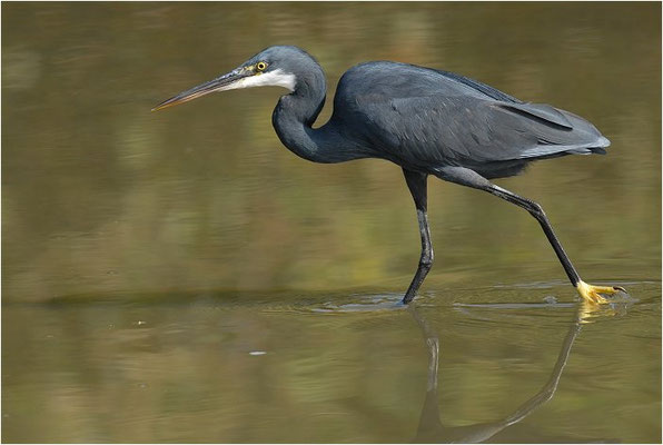 KÜSTENREIHER, WESTERNREEF HERON, EGRETTA GULARIS