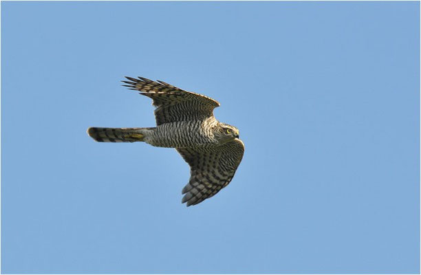 SPERBER, SPARROWHAWK, ACCIPITER NISUS