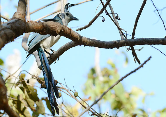 LANGSCHWANZHÄHER, WHITE-THROATED MAGPIE-JAY, CALOCITTA FORMOSA