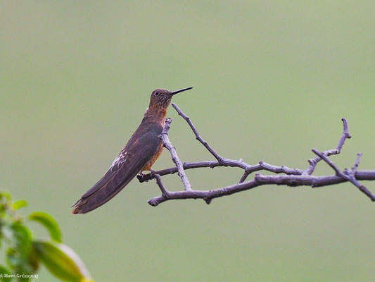 RIESENKOLIBRI, GIANT HUMMINGBIRD - PATAGONA GIGAS