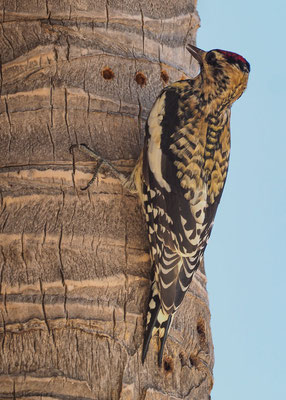 GELBBAUCH-SAFTLECKER, YELLOW-BELLIED SAPSUCKER, SPHYRAPICUS VARIUS